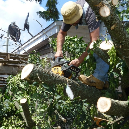 Tree Trimming